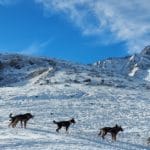 balade avec les chiens de traîneau