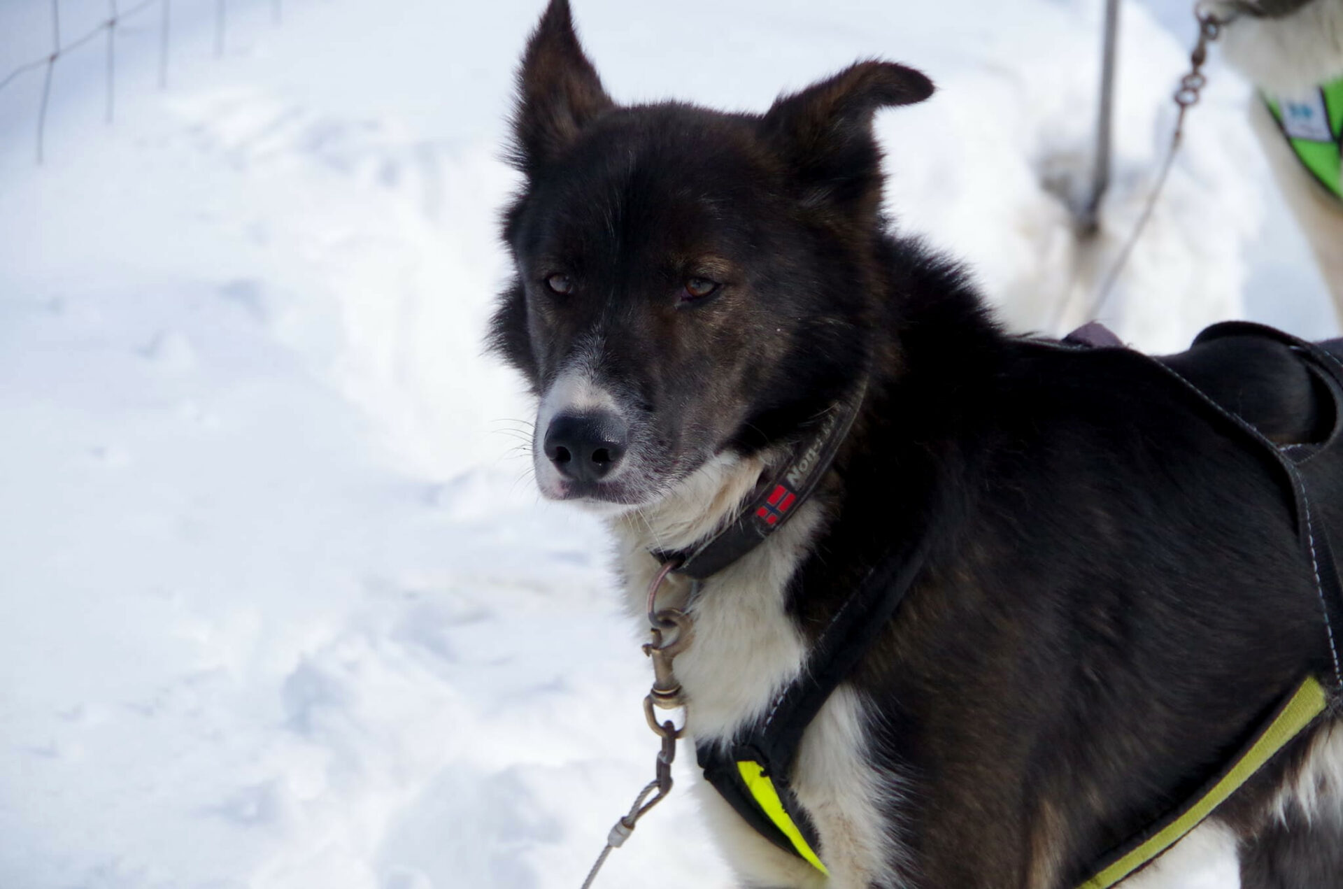 Yukon