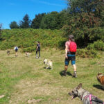 cani rando avec les chiens de traîneau dans les Pyrénées