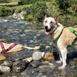 cani rando avec les chiens de traîneau dans les Pyrénées