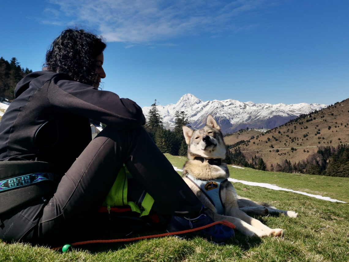 cani rando avec les chiens de traîneau dans les Pyrénées