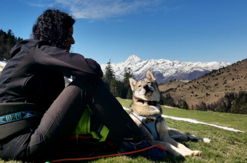 cani rando avec les chiens de traîneau dans les Pyrénées