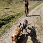 cani rando avec les chiens de traîneau dans les Pyrénées