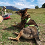 cani rando avec les chiens de traîneau dans les Pyrénées