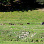 chiens de traîneau