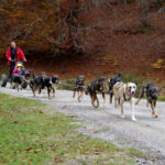 chiens de traîneau