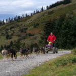 chiens de traîneau