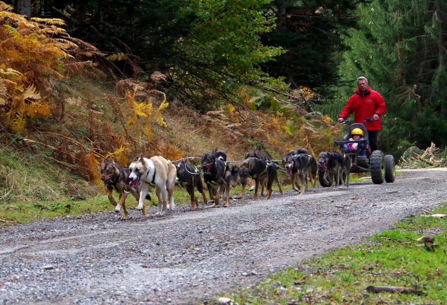 chiens de traîneau