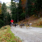 chiens de traîneau