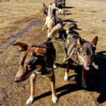 chiens de traîneau
