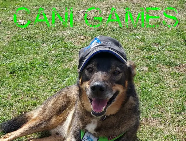 cani games avec les chiens de traîneau dans les Pyrénées