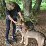 camp nordic bigourdan avec les chiens de traîneau dans les Pyrénées