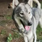 camp nordic bigourdan avec les chiens de traîneau dans les Pyrénées